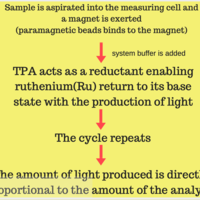 SAMPLTE PPT