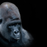 Photo manipulation