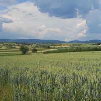 Landscape
