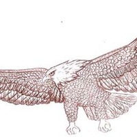 Eagle Illustration