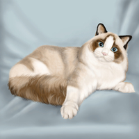 Cat-realistic drawing