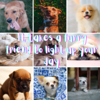 Content Creation using Canva