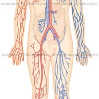 Anatomical illustration - photohop