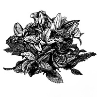 Ink Botanical Illustration