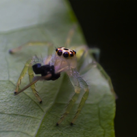 Jumping Spider