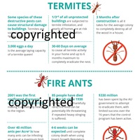 Infographic whose content I wrote for a pest control client