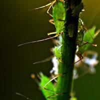 Portfolio Thumbnail 0