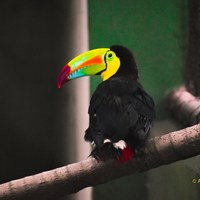 Toucan