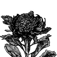 Ink Waratah Illustration