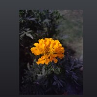 Portfolio Thumbnail 0