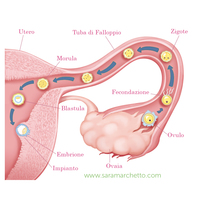 Anatomical illustration - photohop