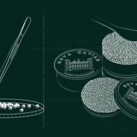 THE FIST CAVIAR IN AFRICA