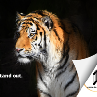 Portfolio Thumbnail 4