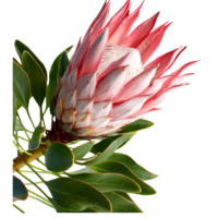 Image to Vector
