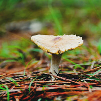 Tiny Mushroom
