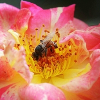 Portfolio Thumbnail 4